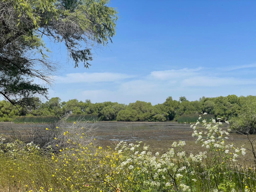 View of marshland, trees, and brush in the San Luis Nature Reserve